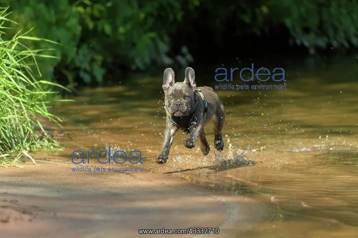 : French bulldog, puppy runs through the river : French bulldog, puppy runs through the river