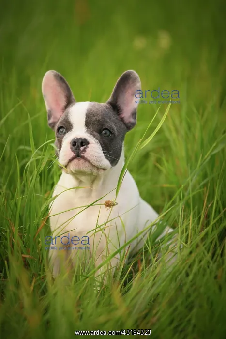 : French Bulldog, puppy sitting on grass : French Bulldog, puppy sitting on grass