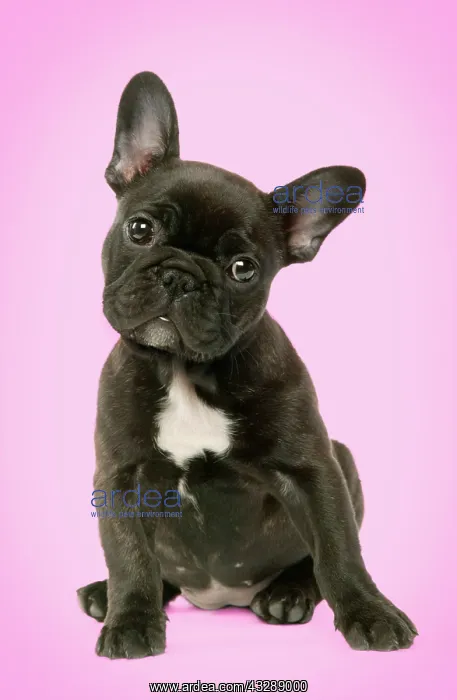 : French Bulldog Puppy sitting in the studio with a pink backr : French Bulldog Puppy sitting in the studio with a pink backr