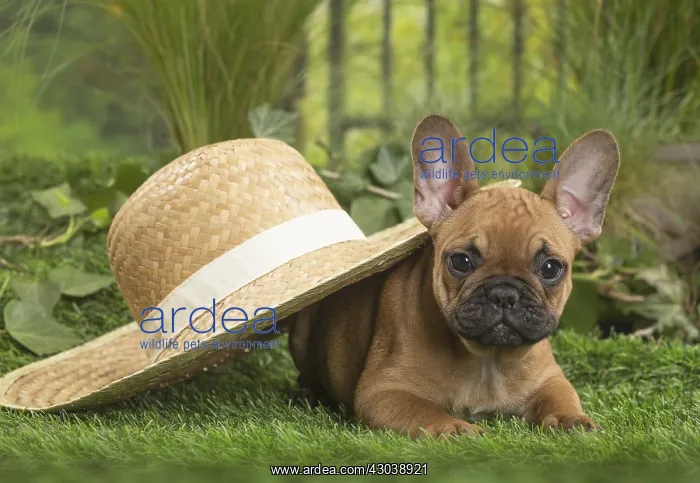  : French Bulldog Puppy with straw hat