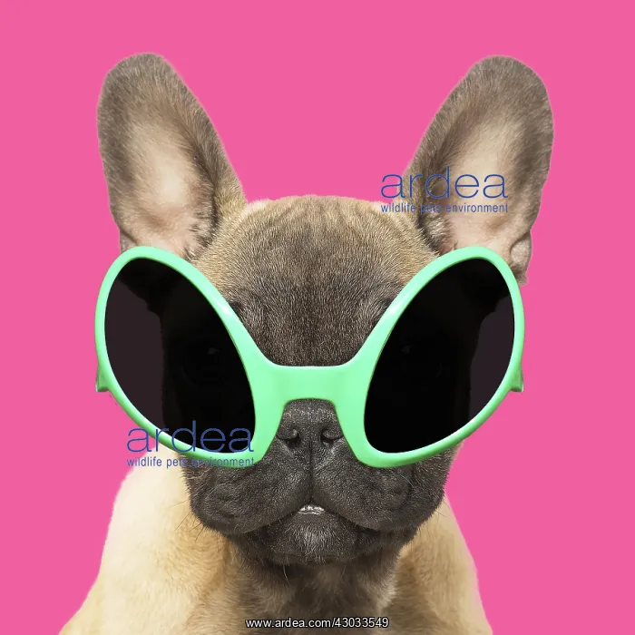 : French Bulldog puppy wearing alien shaped sun glasses : French Bulldog puppy wearing alien shaped sun glasses