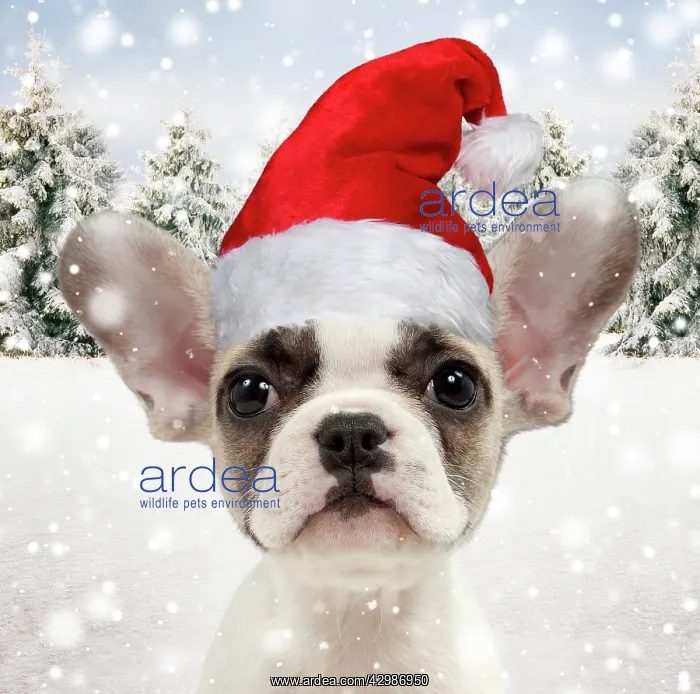 : French bulldog puppy wearing Christmas hat in : French bulldog puppy wearing Christmas hat in