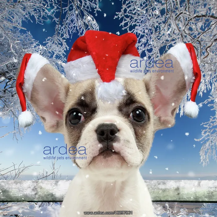 : French Bulldog puppy wearing Christmas hats in snow : French Bulldog puppy wearing Christmas hats in snow
