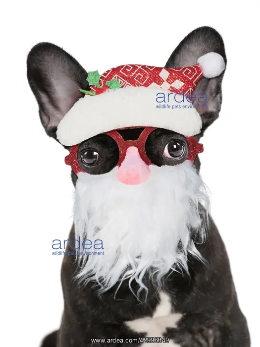 : French Bulldog, puppy wearing Father Christmas glasses : French Bulldog, puppy wearing Father Christmas glasses