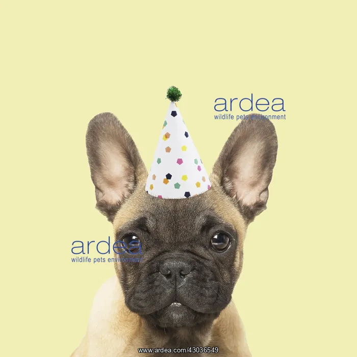 : French Bulldog puppy wearing party hat : French Bulldog puppy wearing party hat