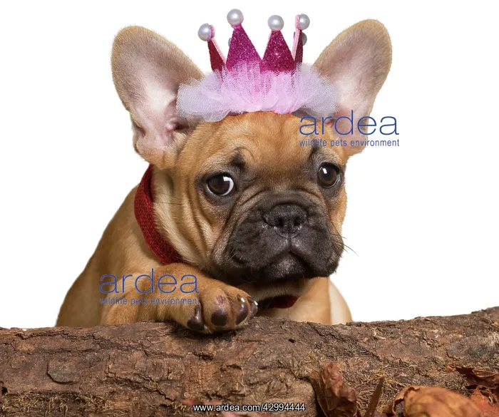 : French Bulldog, puppy wearing pink crown : French Bulldog, puppy wearing pink crown