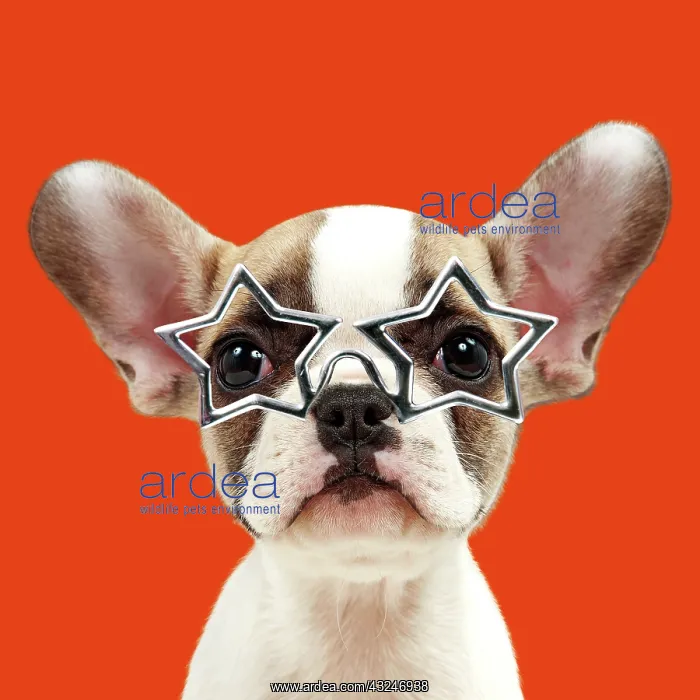 : French bulldog puppy wearing star shaped glasses : French bulldog puppy wearing star shaped glasses
