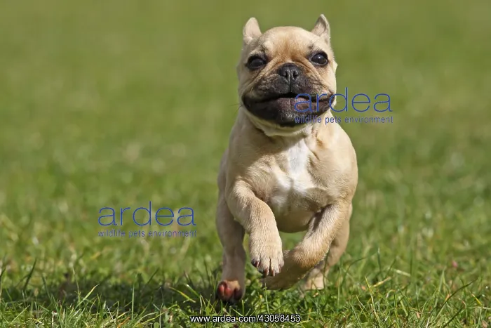 : French Bulldog running on grass GB : French Bulldog running on grass GB