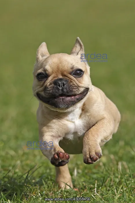 : French Bulldog running on grass GB : French Bulldog running on grass GB