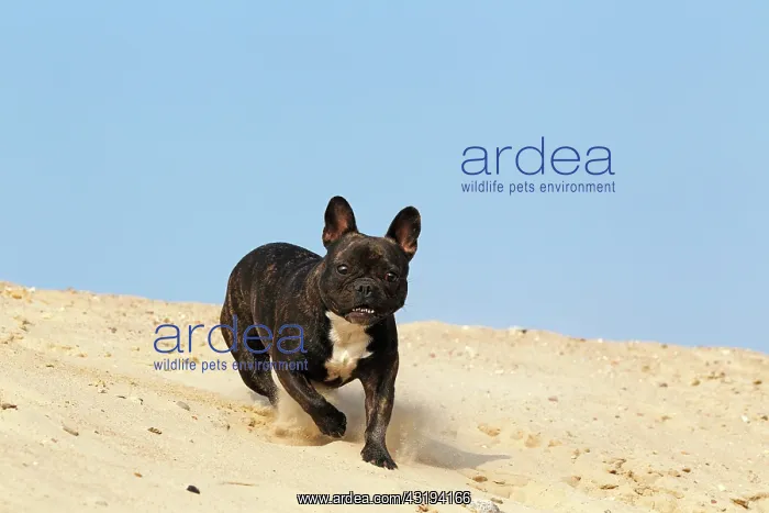 : French Bulldog, running on sand Franz&, x1f4;sische : French Bulldog, running on sand Franz&, x1f4;sische