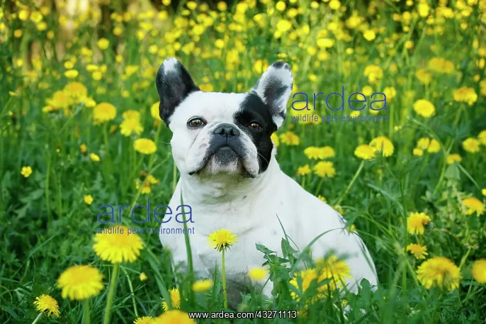 : French Bulldog sitting in a dandelion meadow, Satteldorf : French Bulldog sitting in a dandelion meadow, Satteldorf