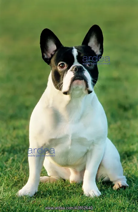 : French Bulldog sitting in grass : French Bulldog sitting in grass