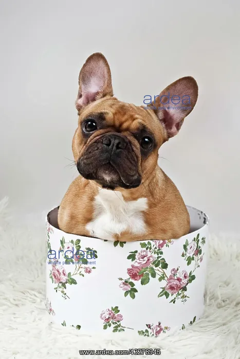 : French bulldog sitting in a hat box : French bulldog sitting in a hat box