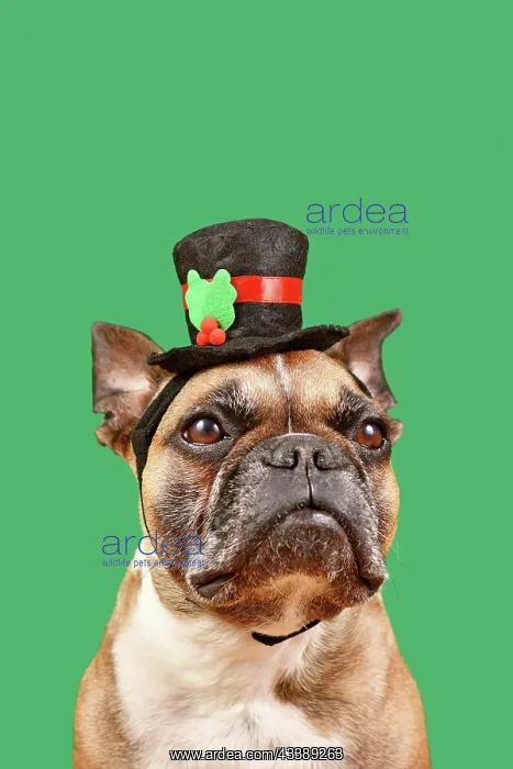 : French Bulldog with snowman top hat in front of : French Bulldog with snowman top hat in front of