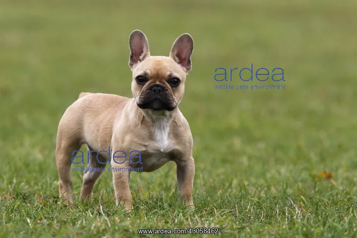 : French Bulldog standing in grass GB : French Bulldog standing in grass GB