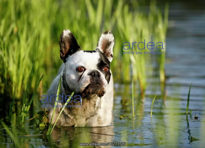 : French Bulldog standing in a pond, Satteldorf, Hohenlohe : French Bulldog standing in a pond, Satteldorf, Hohenlohe