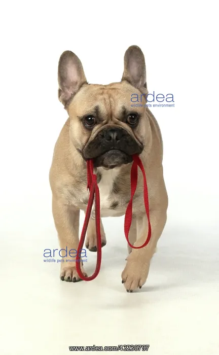 : French Bulldog in the Studio : French Bulldog in the Studio