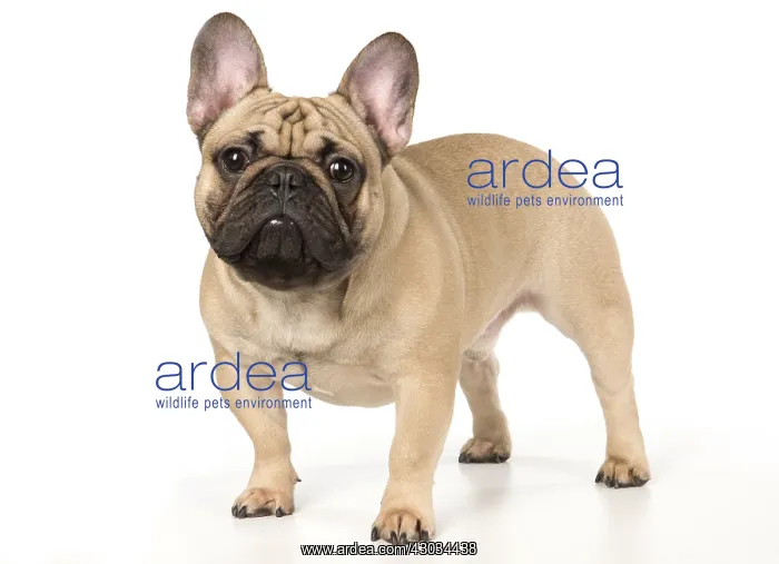 : French Bulldog in the studio French Bulldog in the : French Bulldog in the studio French Bulldog in the