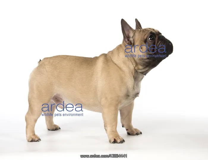: French Bulldog in the studio French Bulldog in the : French Bulldog in the studio French Bulldog in the