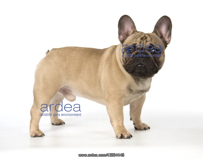 : French Bulldog in the studio French Bulldog in the : French Bulldog in the studio French Bulldog in the