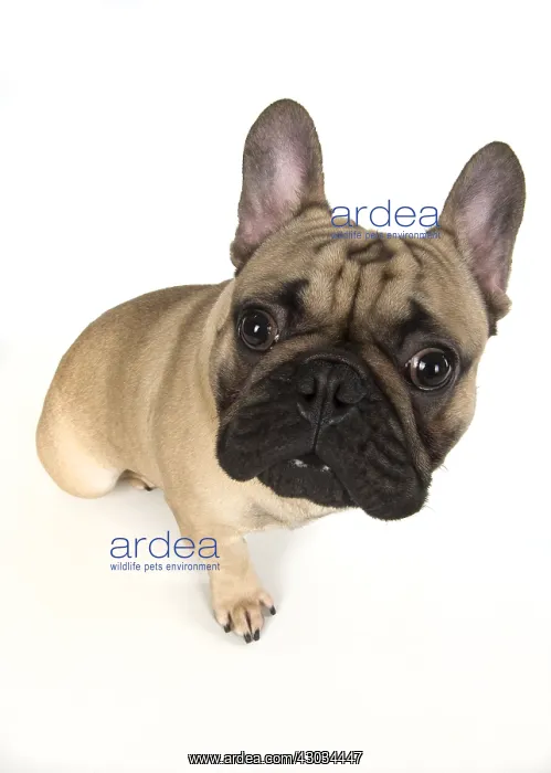 : French Bulldog in the studio French Bulldog in the : French Bulldog in the studio French Bulldog in the