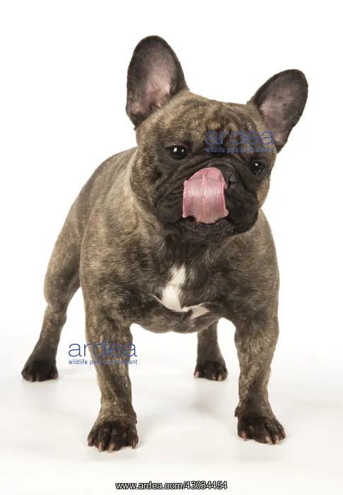 : French Bulldog in the studio French Bulldog in the : French Bulldog in the studio French Bulldog in the