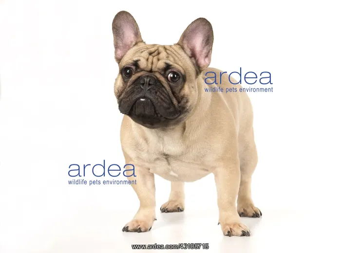 : French Bulldog in the studio French Bulldog in the : French Bulldog in the studio French Bulldog in the