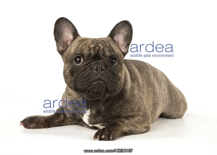  : French Bulldog in the studio French Bulldog in the