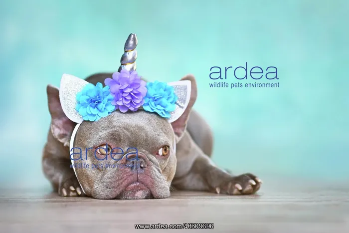 : French Bulldog with unicorn headband with flowers : French Bulldog with unicorn headband with flowers