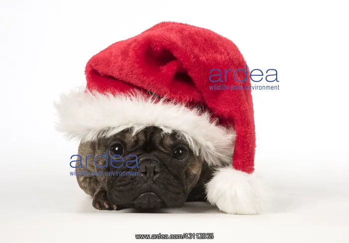 : French Bulldog wearing a Christmas hat French Bulldog : French Bulldog wearing a Christmas hat French Bulldog