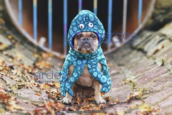 : French Bulldog wearing funny squid dog costume with : French Bulldog wearing funny squid dog costume with