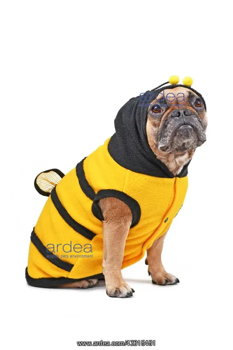 : French Bulldog wearing Halloween bee dog costume : French Bulldog wearing Halloween bee dog costume