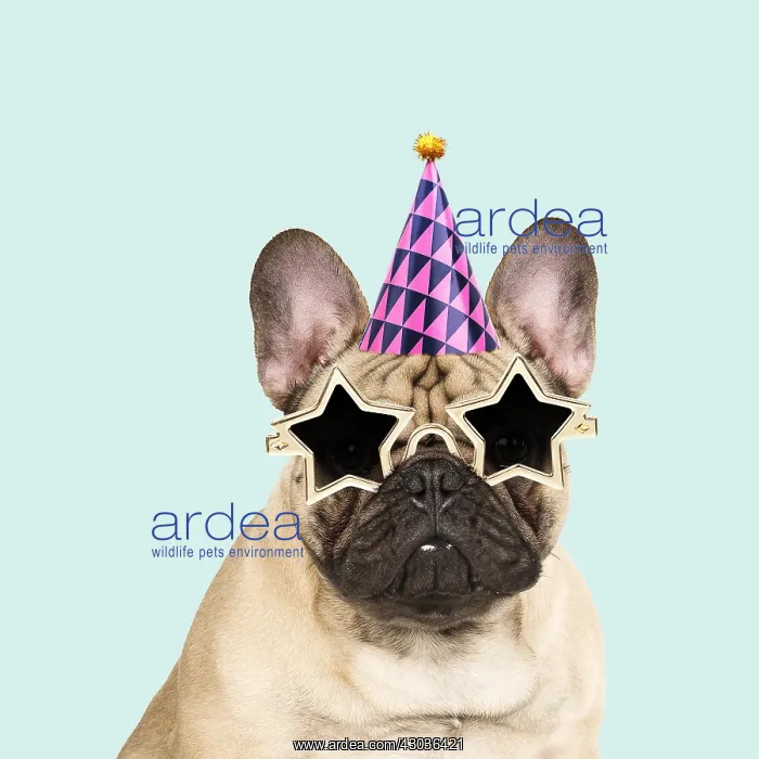 : French Bulldog wearing star sunglasses and party hat : French Bulldog wearing star sunglasses and party hat