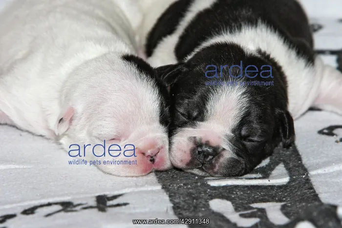: French Bulldog - one week old puppies : French Bulldog - one week old puppies