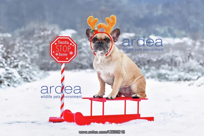  : French Bulldogd dog with reindeer costume antlers