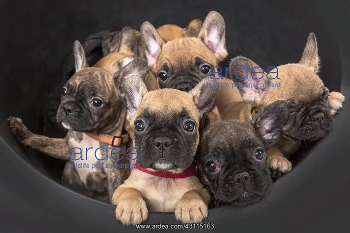 : French bulldogs in black bucket, puppies, siblings : French bulldogs in black bucket, puppies, siblings