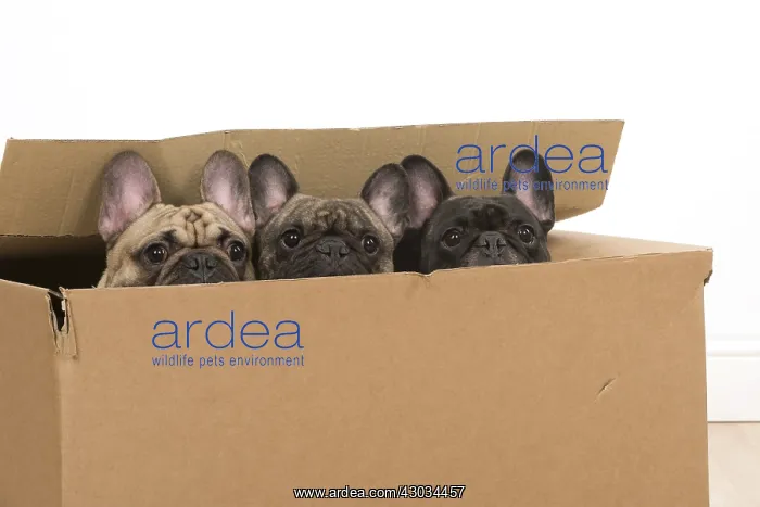 : Three French Bulldogs in a cardboard box Three French : Three French Bulldogs in a cardboard box Three French