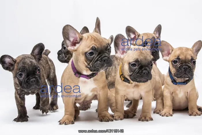  : French bulldogs, puppies, six siblings side by side