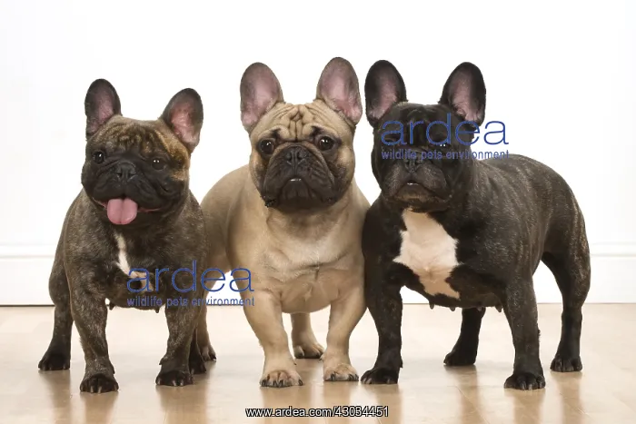  : Three French Bulldogs in the studio