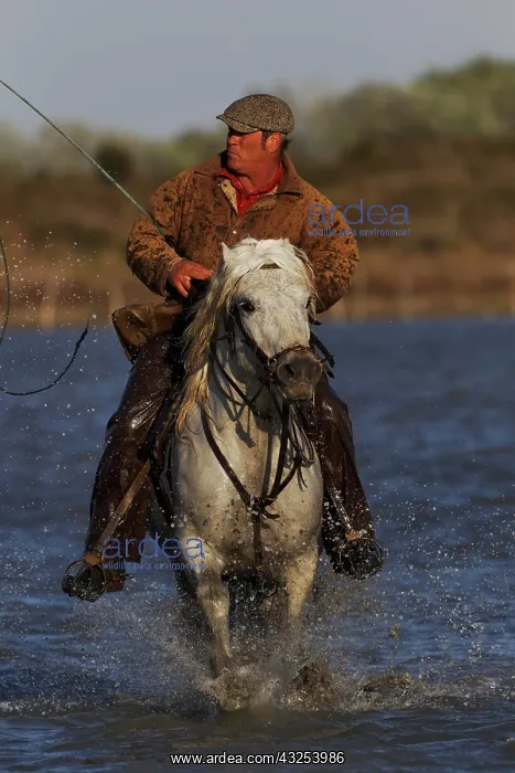 : French cowboy or Guardian, rounding up Camargue : French cowboy or Guardian, rounding up Camargue