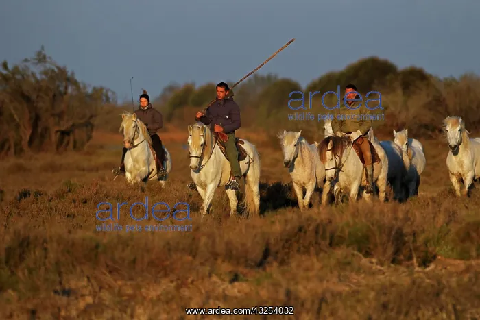 : French cowboys or Guardians, rounding up : French cowboys or Guardians, rounding up