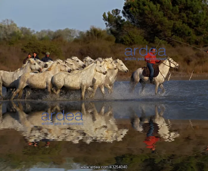 : French cowboys or Guardians, rounding up : French cowboys or Guardians, rounding up