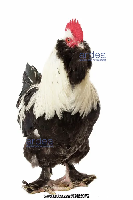  : French Faverolles Chicken Cockerel  /  Rooster