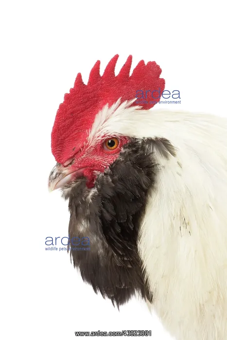  : French Faverolles Chicken Cockerel  /  Rooster