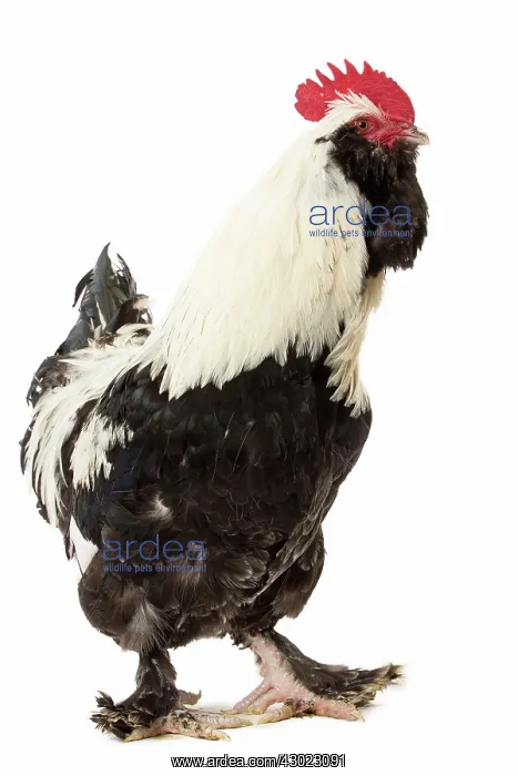  : French Faverolles Chicken Cockerel  /  Rooster