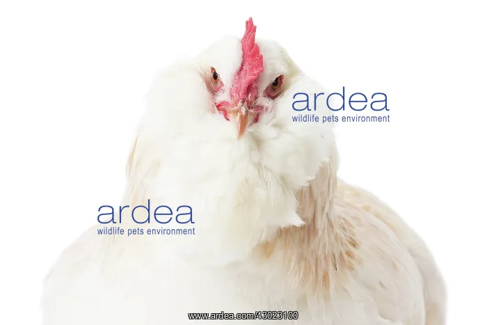  : French Faverolles Chicken Hen