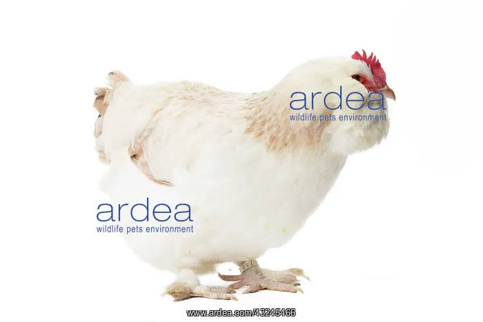 : French Faverolles Chicken Hen : French Faverolles Chicken Hen