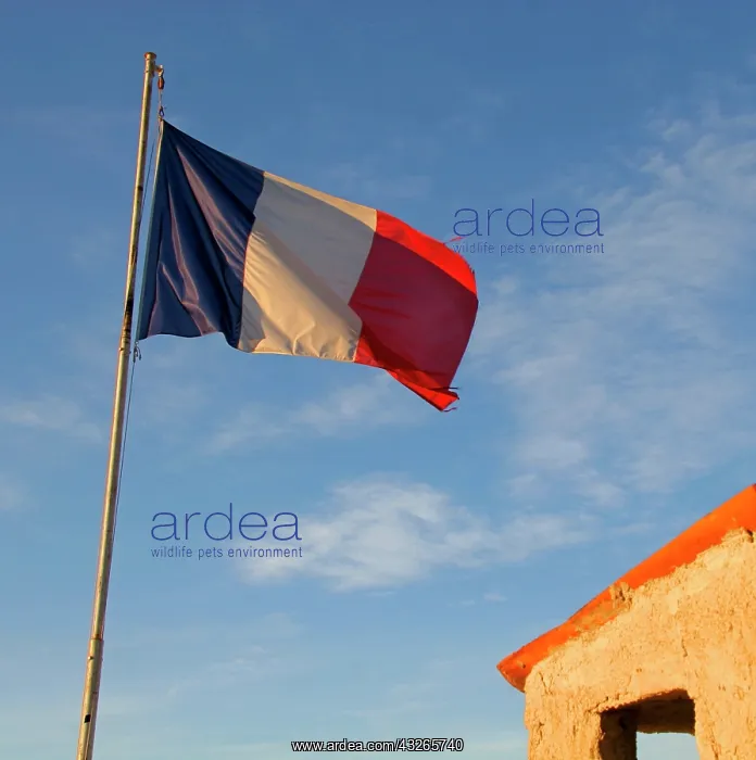 : French Flag : French Flag