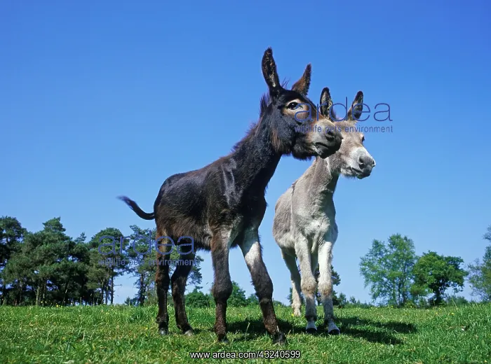 : French Grey Donkey with Domestic Donkey, Adults : French Grey Donkey with Domestic Donkey, Adults
