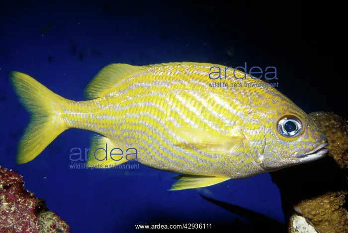 : French GRUNT fish : French GRUNT fish